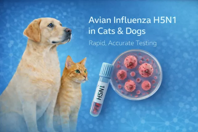 Avian Influenza PCR Test in Cats