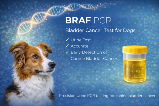 BRAF PCR Test