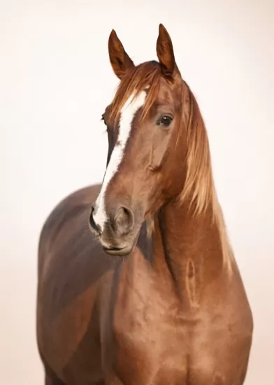 Equine