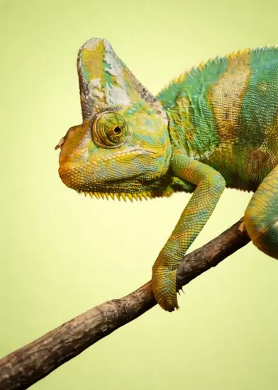 Reptilian